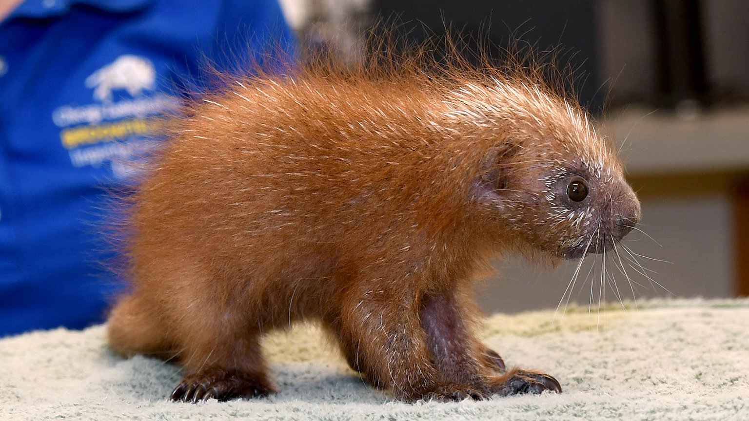 Baby Porcupine is First of its Kind Born at Brookfield Zoo Chicago